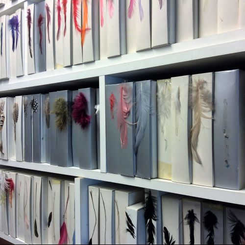 Mur de plumes dans l'atelier d'Olivia Oberlin